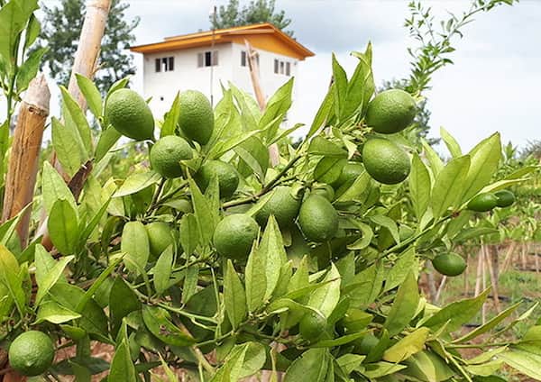 تصویر 1 از خرید نهال لیمو ترش مکزیکی + قیمت فروش استثنایی